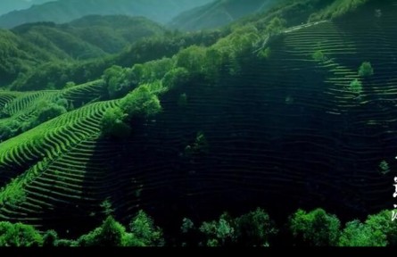 四川青川：茶鄉蒿溪 綠水青山茶飄香