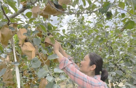 山東煙臺牟平區北宋家口村：辦起合作社 踏上致富路