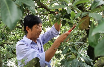 浙江寧波鄞州區(qū)金萬祥：起早貪黑開荒山 荒山變成“花果山”