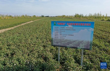 首批按“中國標準”生產的棉花進入審核認證環節