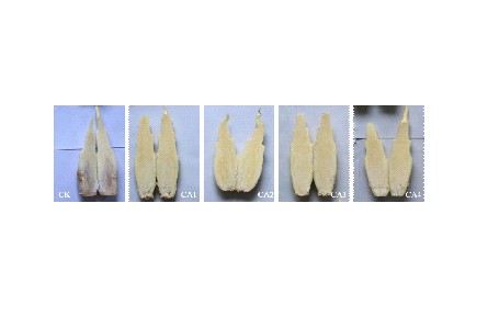 18、成果名稱：茭白氣調保鮮技術