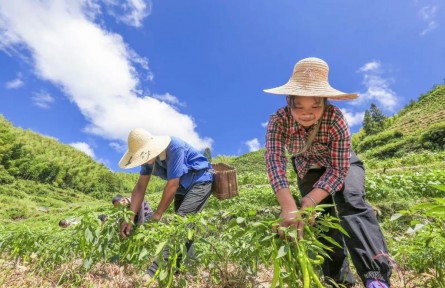 安徽歙縣長陔鄉(xiāng)：高山辣椒豐收季 農(nóng)民采收分外忙