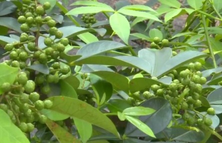 貴州銅仁：花椒種植綠青山 椒香四溢添效益