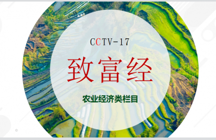 CCTV-17農業農村頻道-《致富經》欄目服務