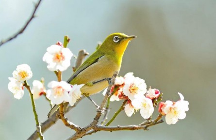 春分：燕子來時，陌上花開