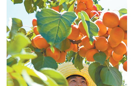 發展特色產業 促進農民增收