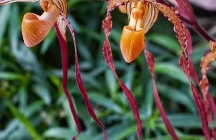 南北名蘭齊聚！首屆蘭花展在國家植物園和華南國家植物園聯袂舉辦