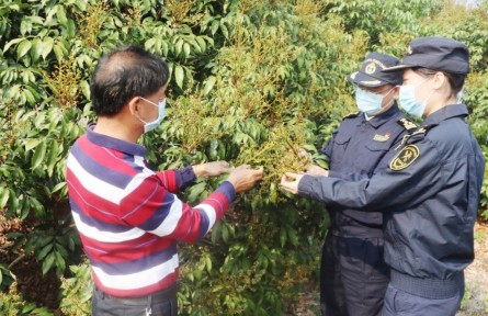 海關為茂名荔枝擴大出口“搭好臺、鋪好路”