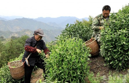 安徽歙縣：滴水香助力鄉(xiāng)村振興