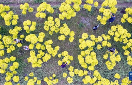 河北辛集：多彩苗木產業助農增收