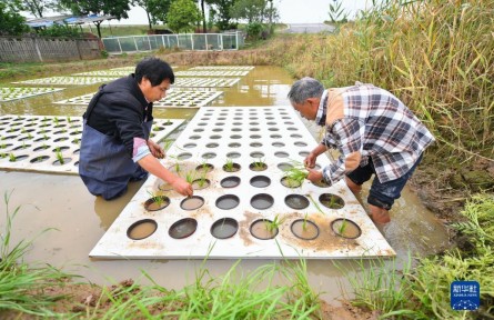 湖南長沙：“水上種植”助農增產增收