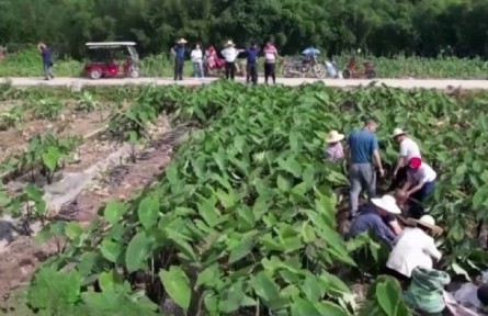 福建龍巖：4萬畝小芋頭豐收 芋農(nóng)忙采挖