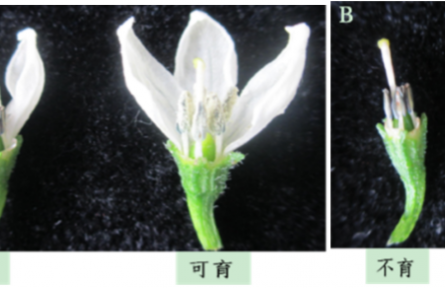 16.設施辣椒抗逆砧木與嫁接技術應用