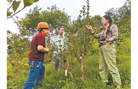 借科技之力催動山村巨變——記中國林科院亞熱帶林業研究所科技特派員服務浙江20年