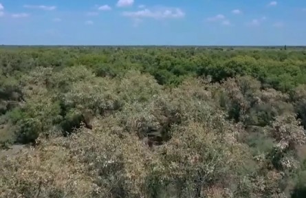 新疆塔克拉瑪干沙漠：450萬畝胡楊樹進入落種期