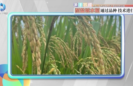 黑龍江省耐鹽堿水稻產量實現新突破