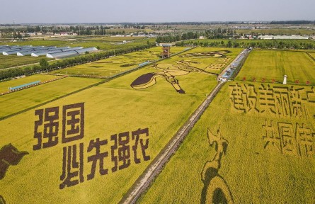 用好黃河水 種出好“豐”景——寧夏賀蘭縣探索節水增效“一田多產”新路徑