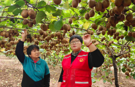 寶小平：果農的信任就是最好的獎勵