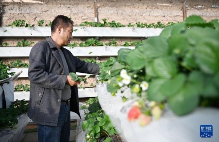 寧夏銀川：草莓產業助農增收