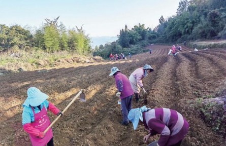 重慶彭水：10萬畝中藥材推動鄉村振興見實效