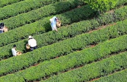 春意正濃茶飄香，湖南長沙望城烏山茶園搶“鮮”開采