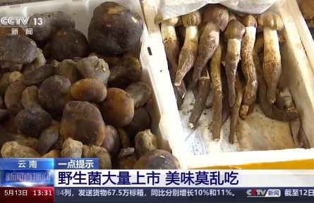 野生菌上市 嘗鮮需謹慎！注意“四不吃”