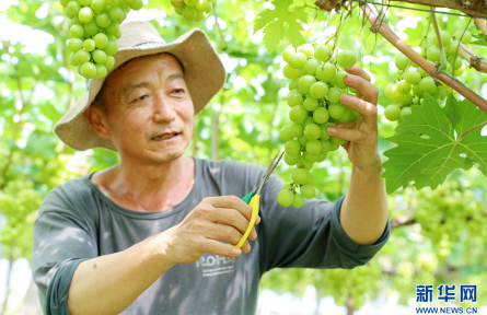 山東即墨：設施農業賦能鄉村振興