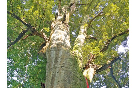 蔥蔥紅豆樹 綿綿守護情——四川雅安村民接續保護紅豆古樹