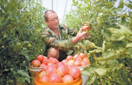 日供京津果蔬1900噸，形成規模化生產格局 饒陽蔬菜搭上“凈菜進京”直通車