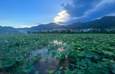 浙江臺州：發展立體種養高效農業