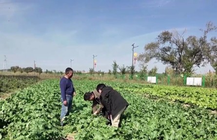 特聘農技員實現新疆兵團連隊全覆蓋