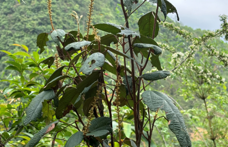 貴州發現樹木新物種“荔波野桐”