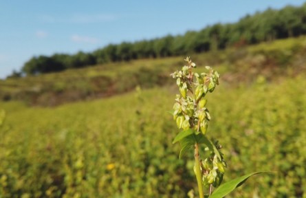 貴州：一粒蕎麥“鏈”出新希望