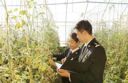 海關高效監管助推寧夏冷涼蔬菜“食力”出圈